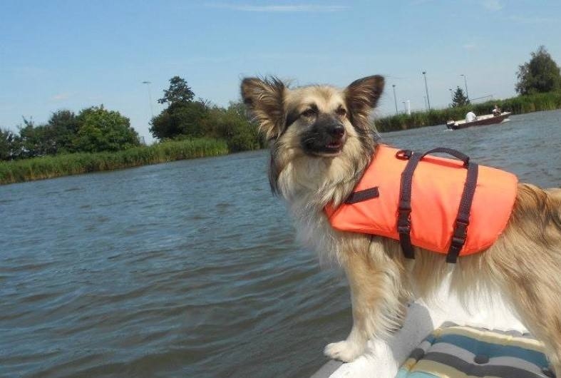 huisdieren-in-de-hitte | AWN Woonboot Makelaar